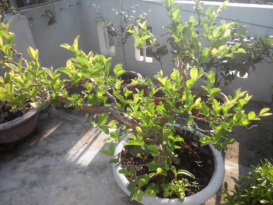 Lại quot;đốn timquot; vì vườn quả trên sân thượng của ông bố trẻ Đà Nẵng - 9