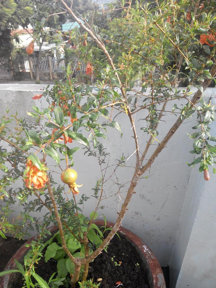 Lại quot;đốn timquot; vì vườn quả trên sân thượng của ông bố trẻ Đà Nẵng - 8