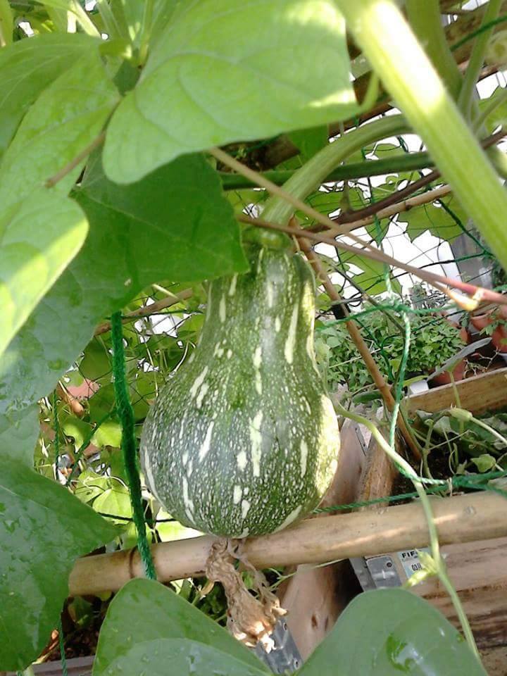 Lại quot;đốn timquot; vì vườn quả trên sân thượng của ông bố trẻ Đà Nẵng - 7