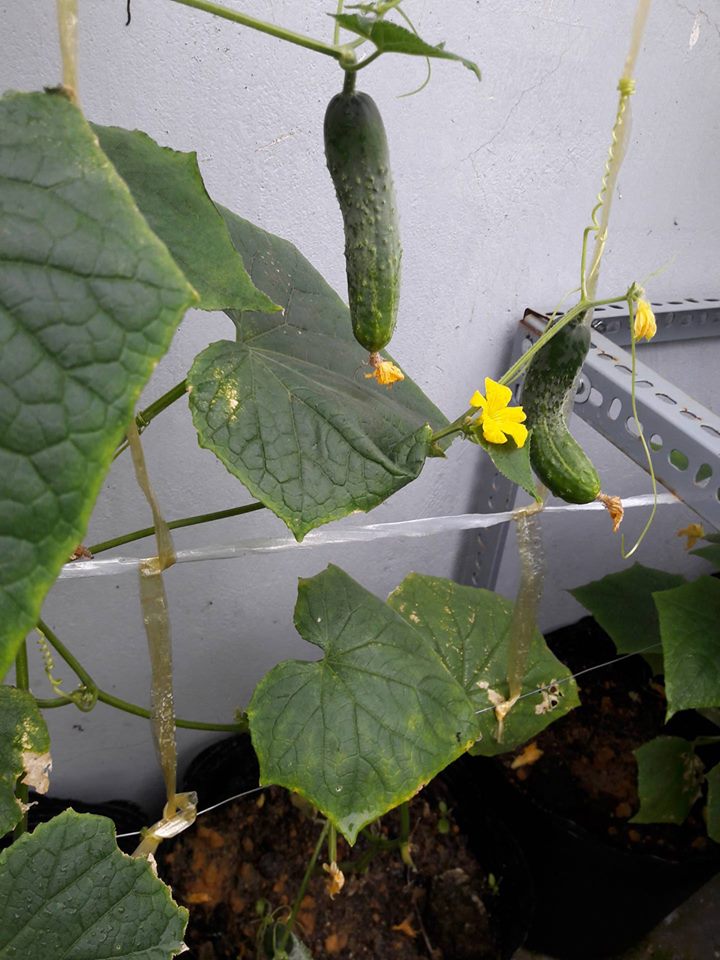 Lại quot;đốn timquot; vì vườn quả trên sân thượng của ông bố trẻ Đà Nẵng - 12