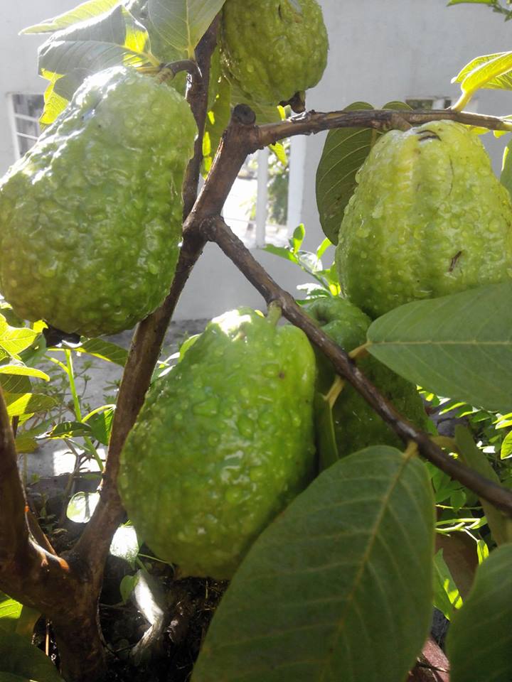 Lại quot;đốn timquot; vì vườn quả trên sân thượng của ông bố trẻ Đà Nẵng - 11