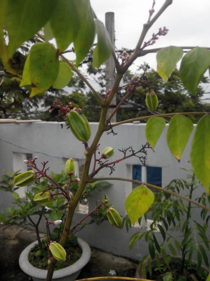 Lại quot;đốn timquot; vì vườn quả trên sân thượng của ông bố trẻ Đà Nẵng - 13