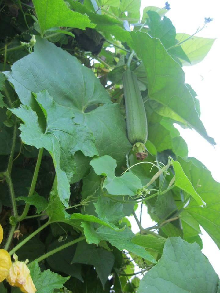 Lại quot;đốn timquot; vì vườn quả trên sân thượng của ông bố trẻ Đà Nẵng - 15