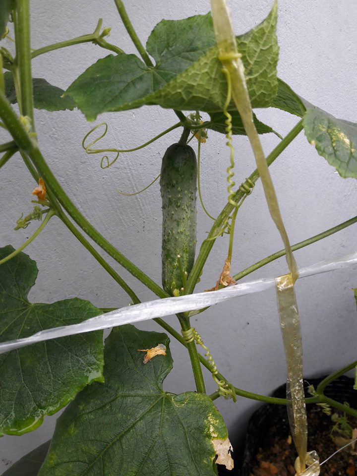 Lại quot;đốn timquot; vì vườn quả trên sân thượng của ông bố trẻ Đà Nẵng - 17