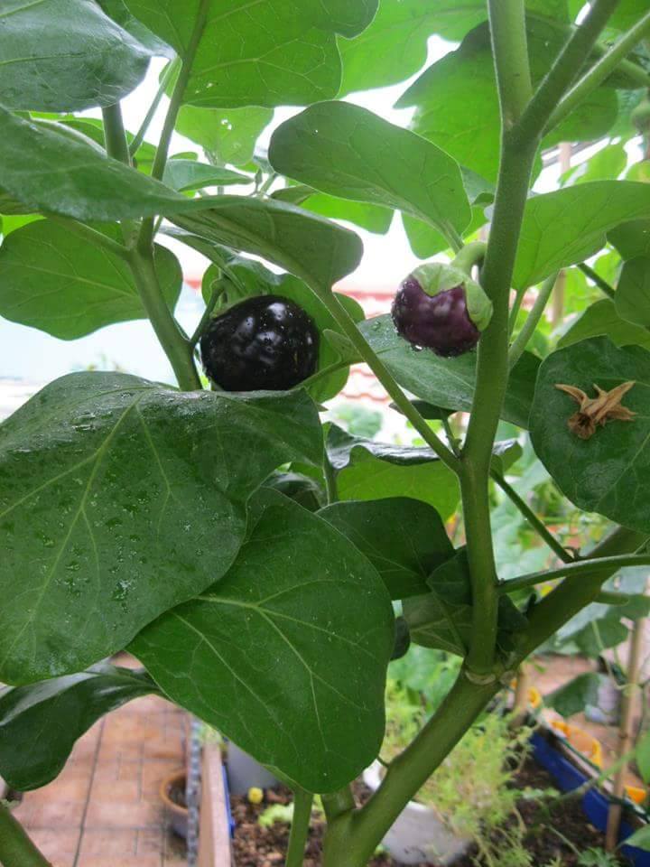 Lại quot;đốn timquot; vì vườn quả trên sân thượng của ông bố trẻ Đà Nẵng - 18