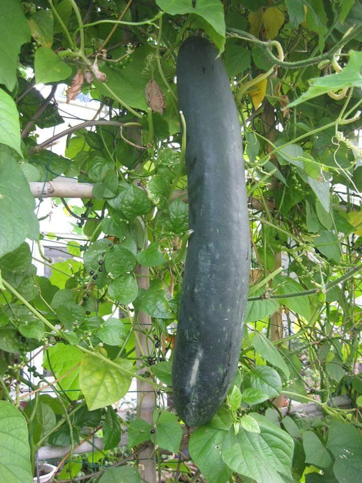 Lại quot;đốn timquot; vì vườn quả trên sân thượng của ông bố trẻ Đà Nẵng - 19