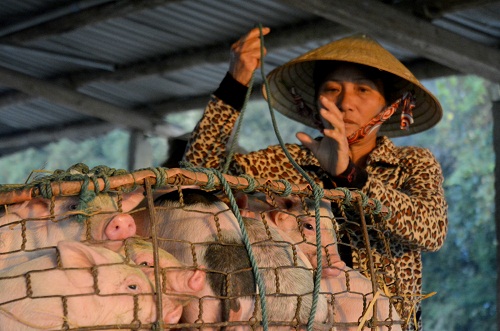 Những góa phụ làm nghề bế heo thuê - 2