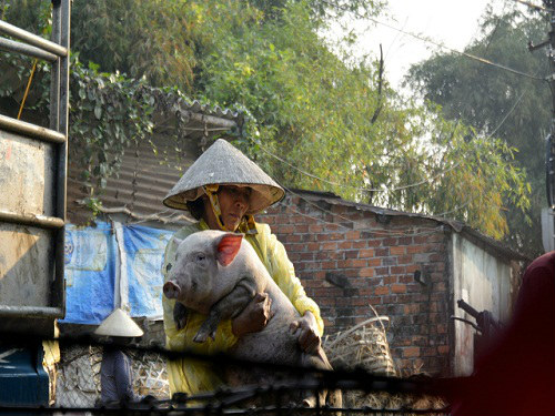 Những góa phụ làm nghề bế heo thuê - 3