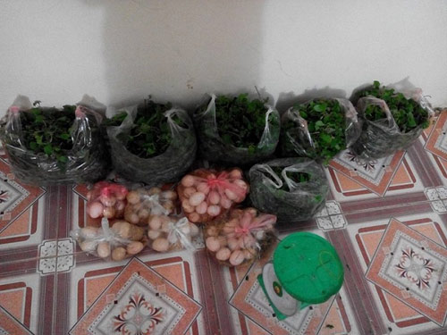 Lo ngại thực phẩm bẩn, rau thịt quê quot;hútquot; khách thành phố - 1