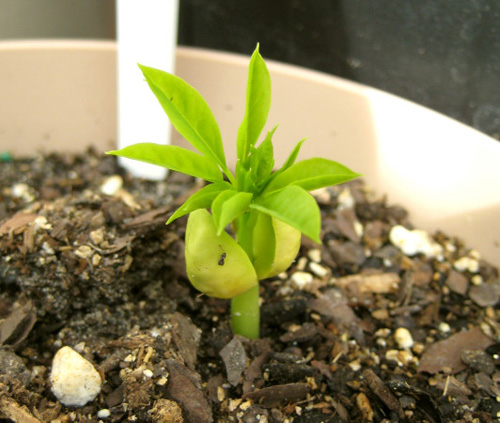 3 tháng trồng chùm ngây, món rau quot;bổ gấp 7 lần camquot; - 4