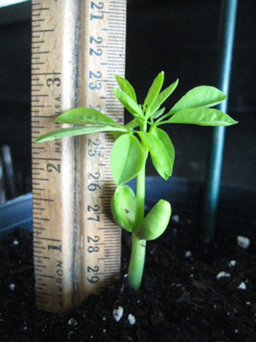 3 tháng trồng chùm ngây, món rau quot;bổ gấp 7 lần camquot; - 5