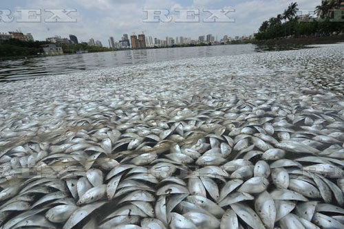 Ảnh: Hơn 20 tấn cá chết trắng hồ ở Trung Quốc - 10