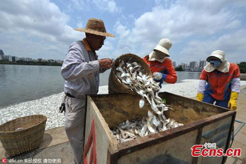 Ảnh: Hơn 20 tấn cá chết trắng hồ ở Trung Quốc - 5