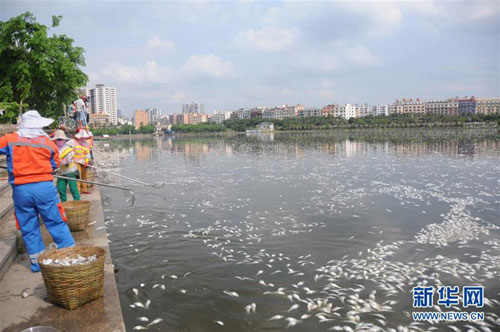 Ảnh: Hơn 20 tấn cá chết trắng hồ ở Trung Quốc - 6