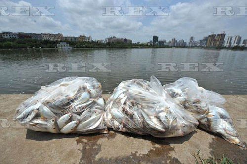 Ảnh: Hơn 20 tấn cá chết trắng hồ ở Trung Quốc - 9