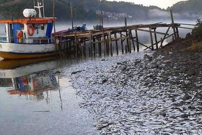 Cá chết nhiều chưa từng thấy vì thủy triều đỏ ở Chile - 1