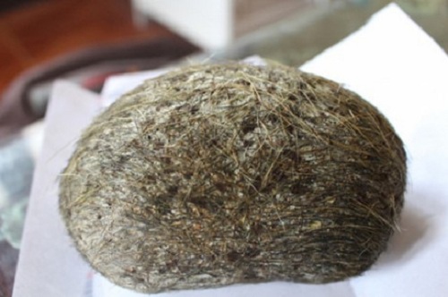 #039;Thần dược#039; bạc tỷ trong dạ dày lợn là thức ăn thừa tích tụ - 1