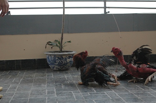 #039;Sơn kê#039; 4 chân đụng đâu đánh đấy độc nhất Thủ đô - 10