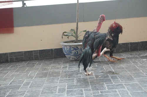 #039;Sơn kê#039; 4 chân đụng đâu đánh đấy độc nhất Thủ đô - 4