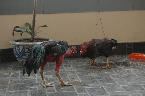 #039;Sơn kê#039; 4 chân đụng đâu đánh đấy độc nhất Thủ đô - 6