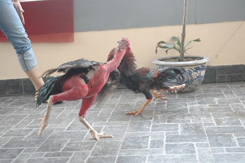 #039;Sơn kê#039; 4 chân đụng đâu đánh đấy độc nhất Thủ đô - 8