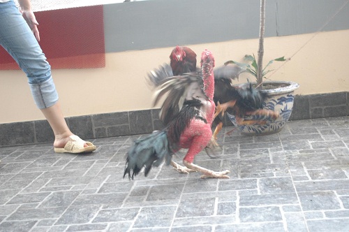 #039;Sơn kê#039; 4 chân đụng đâu đánh đấy độc nhất Thủ đô - 9