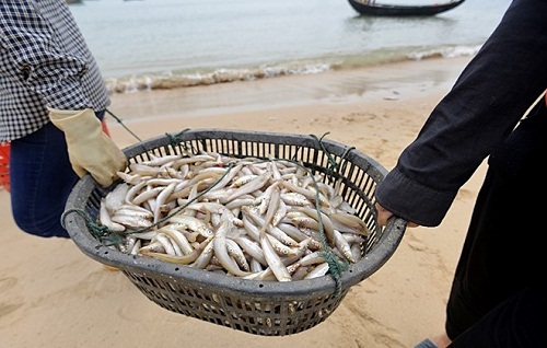 Đừng vì cá chết mà quay lưng lại với hải sản - 3