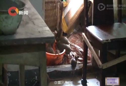 Hãi hùng cụ ông 72 tuổi nuôi... 200 con chuột trong nhà - 5