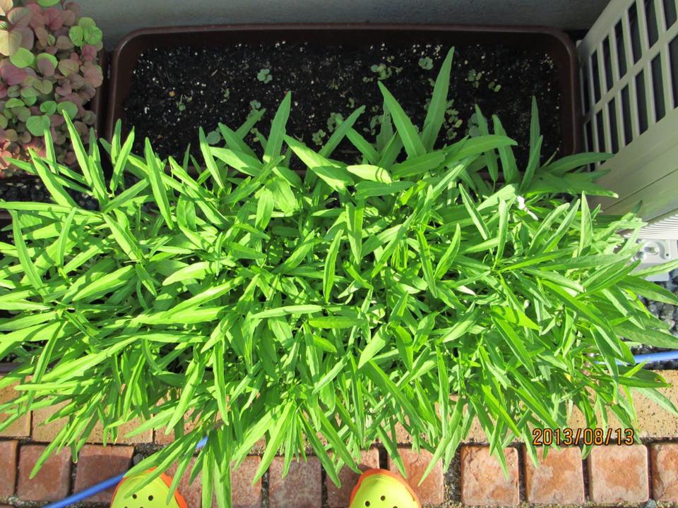 Nàng dâu 8x trồng vườn rau Việt trên đất Nhật - 8