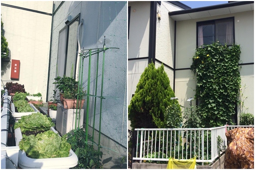 Nàng dâu 8x trồng vườn rau Việt trên đất Nhật - 2
