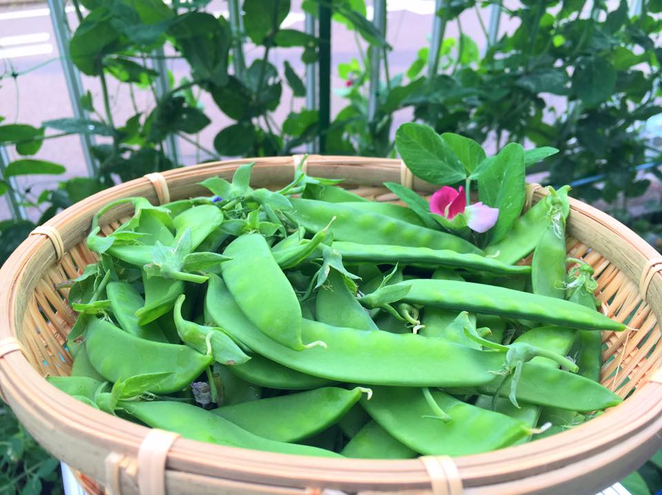 Nàng dâu 8x trồng vườn rau Việt trên đất Nhật - 13