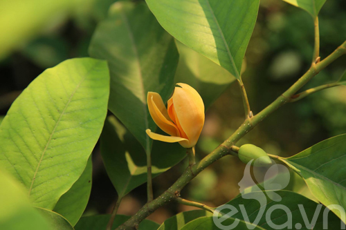 Chàng trai 8x bỏ phố ra ngoại ô làm quot;ngôi nhà hoa hồngquot; - 18
