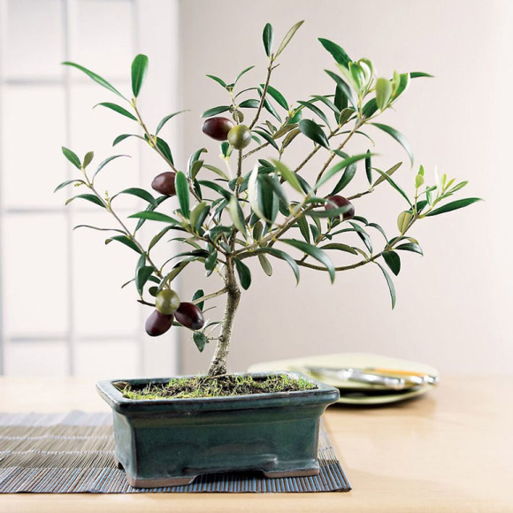 Mê mẩn biến tấu bonsai trồng từ rau, củ, quả - 4