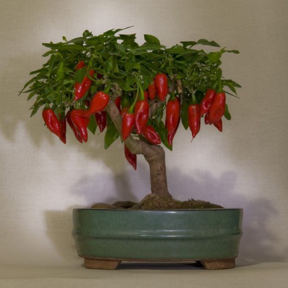 Mê mẩn biến tấu bonsai trồng từ rau, củ, quả - 2