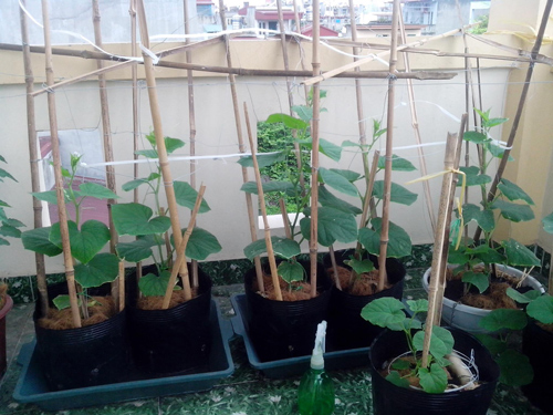 Ông bố trẻ mách cách trồng dưa lê “siêu ngọt” cho trái suốt hè - 2