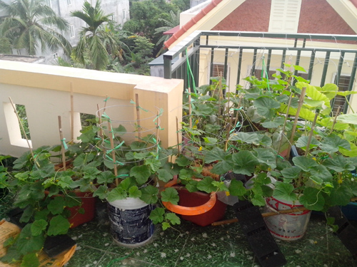 Ông bố trẻ mách cách trồng dưa lê “siêu ngọt” cho trái suốt hè - 6