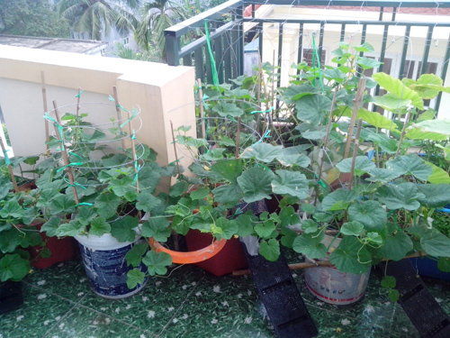 Ông bố trẻ mách cách trồng dưa lê “siêu ngọt” cho trái suốt hè - 5