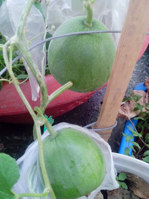 Ông bố trẻ mách cách trồng dưa lê “siêu ngọt” cho trái suốt hè - 10