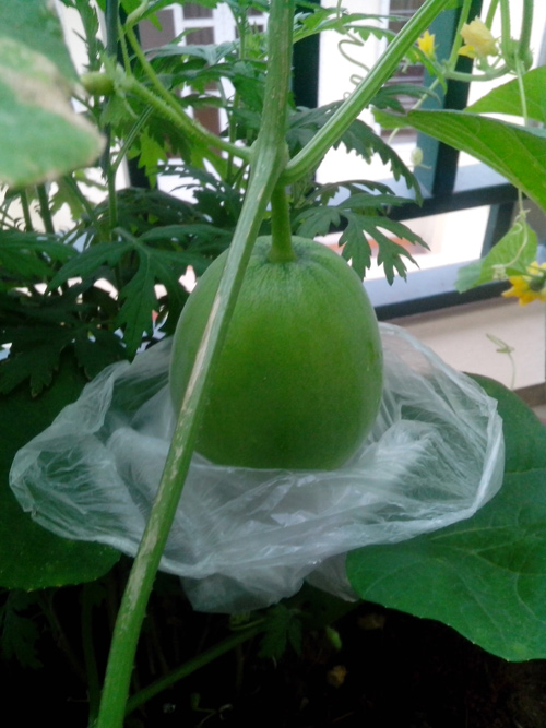 Ông bố trẻ mách cách trồng dưa lê “siêu ngọt” cho trái suốt hè - 1