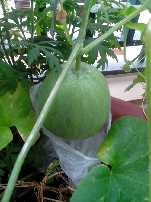 Ông bố trẻ mách cách trồng dưa lê “siêu ngọt” cho trái suốt hè - 12