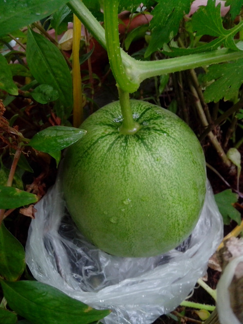 Ông bố trẻ mách cách trồng dưa lê “siêu ngọt” cho trái suốt hè - 11