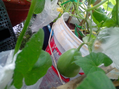 Ông bố trẻ mách cách trồng dưa lê “siêu ngọt” cho trái suốt hè - 8