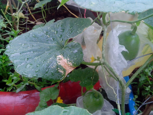 Ông bố trẻ mách cách trồng dưa lê “siêu ngọt” cho trái suốt hè - 7