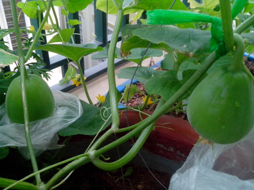 Ông bố trẻ mách cách trồng dưa lê “siêu ngọt” cho trái suốt hè - 9