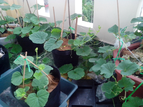 Ông bố trẻ mách cách trồng dưa lê “siêu ngọt” cho trái suốt hè - 3