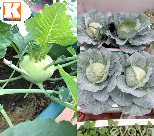 Vườn rau tốt um của những ông bố Việt quot;vạn người mêquot; - 12