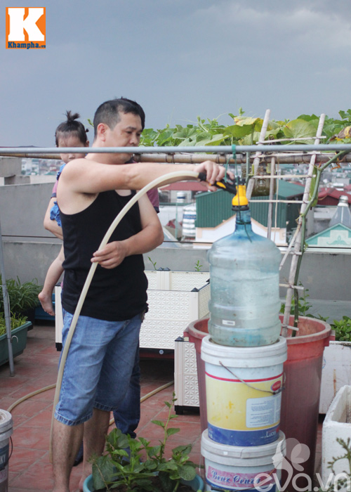 Vườn rau tốt um của những ông bố Việt quot;vạn người mêquot; - 11