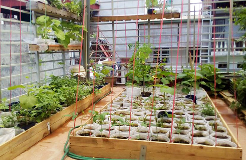 Vườn rau tốt um của những ông bố Việt quot;vạn người mêquot; - 4