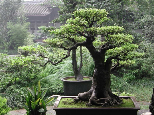 Trồng cây trước nhà cần lưu ý về phong thủy - 1