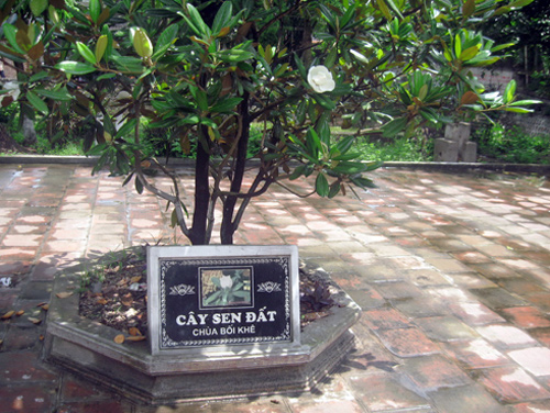 Đã tìm thấy quot;cành hoa senquot; gây tranh cãi trong ca dao? - 3